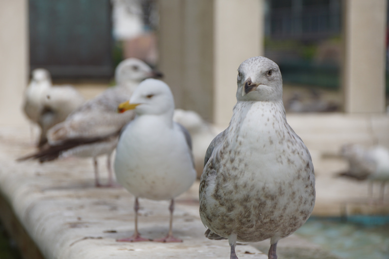 Brighton | Seagull